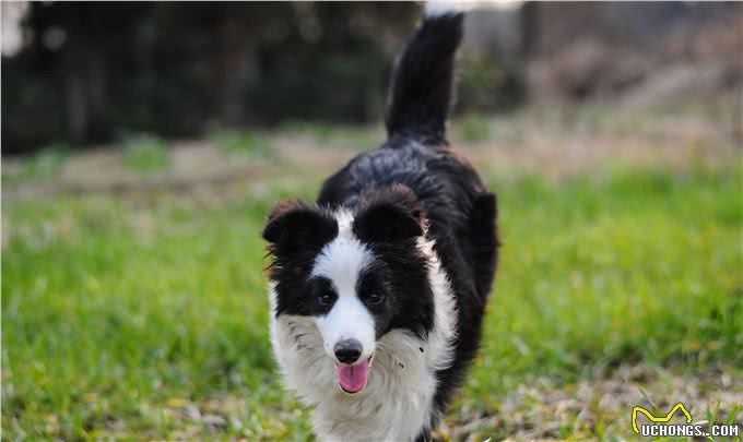 陨石色边境牧羊犬，一条价值不下十万
