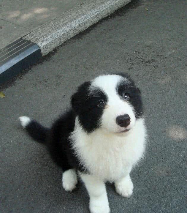 陨石色边境牧羊犬，一条价值不下十万