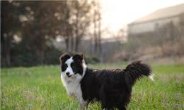陨石色边境牧羊犬，一条价值不下十万
