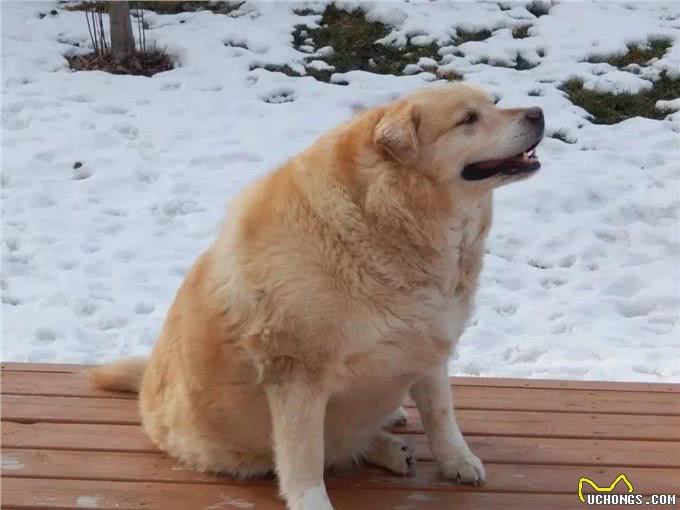 金毛犬太胖怎么办?
