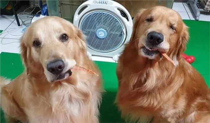 金毛犬太胖怎么办?