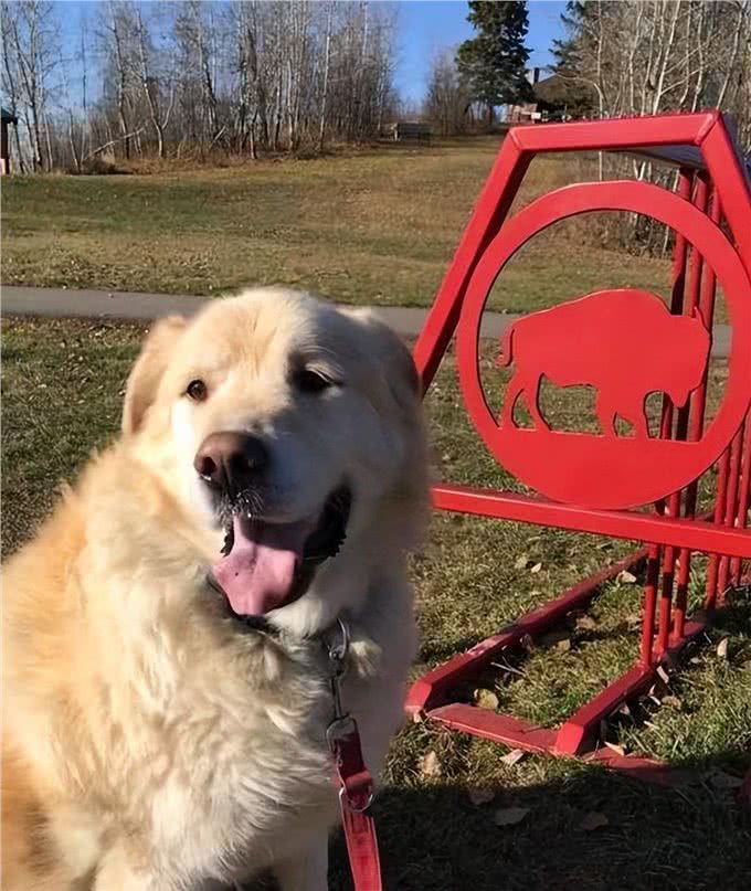 金毛犬太胖怎么办?