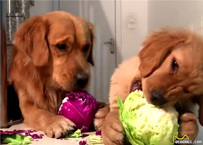 金毛犬太胖怎么办?