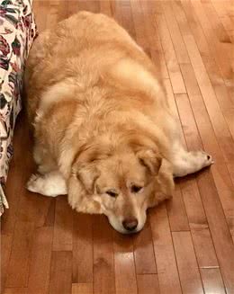 金毛犬太胖怎么办?