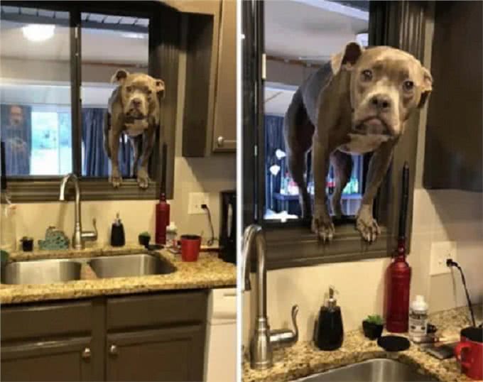 主人离家后,狗子会痴痴等待?想得美,它要先跳窗户玩一玩