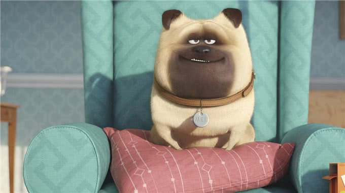 主人离家后,狗子会痴痴等待?想得美,它要先跳窗户玩一玩