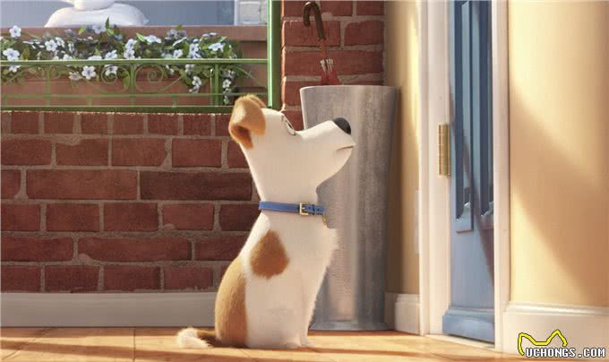 主人离家后,狗子会痴痴等待?想得美,它要先跳窗户玩一玩