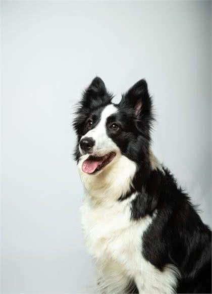 每天聊一狗—边境牧羊犬