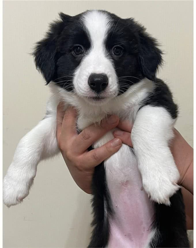 每天聊一狗—边境牧羊犬
