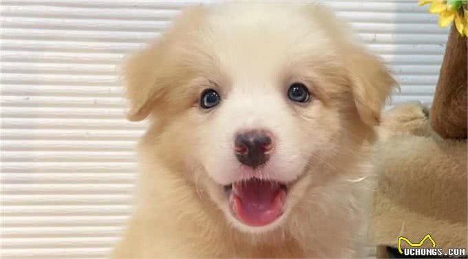 每天聊一狗—边境牧羊犬