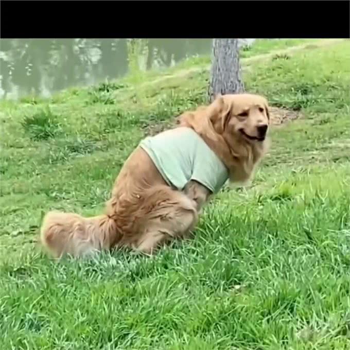 遛狗指南—狗狗