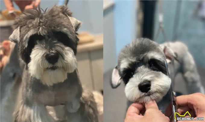 国内少见犬种系列之—巨型雪纳瑞令人惊叹的外表和个性特点!