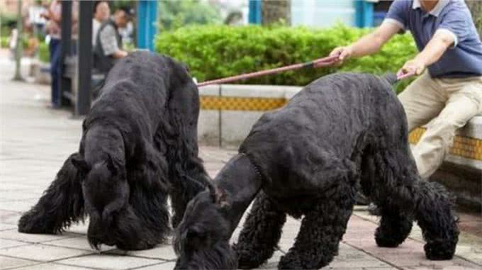 国内少见犬种系列之—巨型雪纳瑞令人惊叹的外表和个性特点!