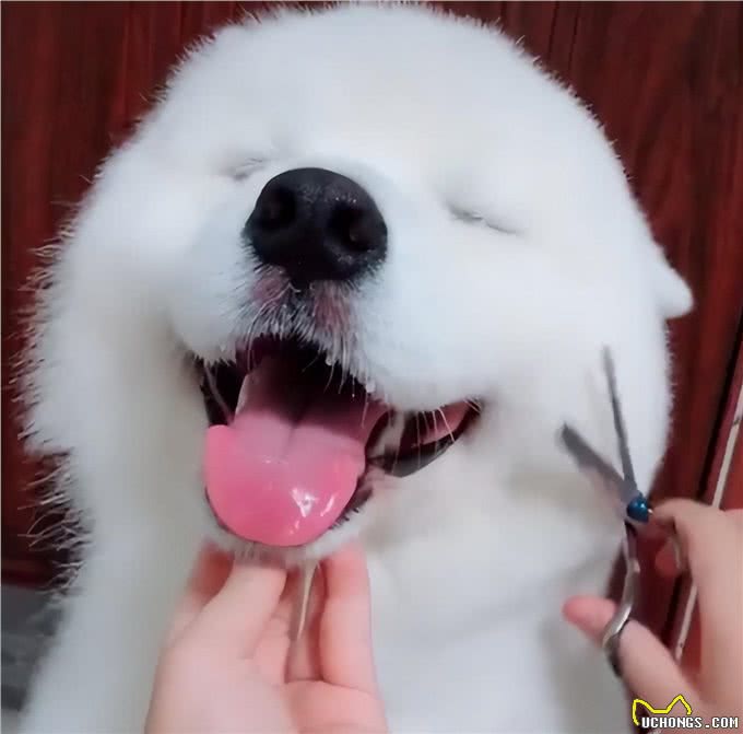 狗狗不让剪毛咬人怎么办，Wellness宠物健康来支招