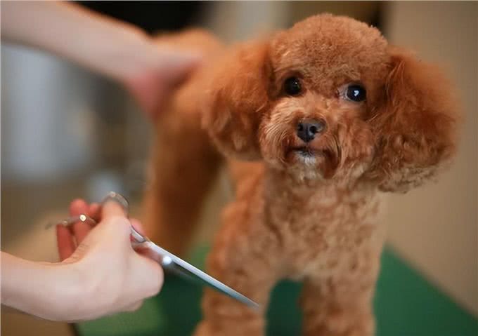 狗狗不让剪毛咬人怎么办，Wellness宠物健康来支招