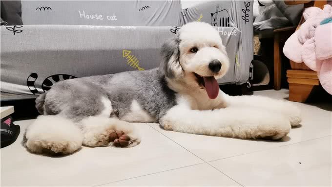 养一只古牧要注意什么,快进来看看古牧铲屎官需要做哪些准备?