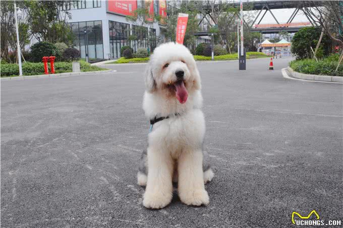 养一只古牧要注意什么,快进来看看古牧铲屎官需要做哪些准备?