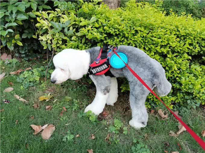 养一只古牧要注意什么,快进来看看古牧铲屎官需要做哪些准备?