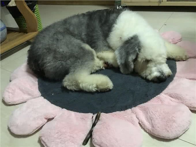 养一只古牧要注意什么,快进来看看古牧铲屎官需要做哪些准备?