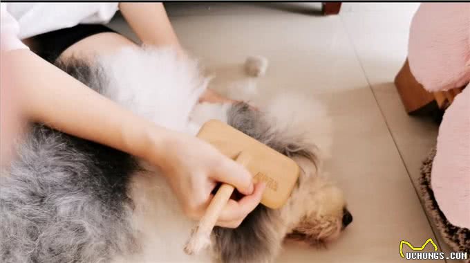 养一只古牧要注意什么,快进来看看古牧铲屎官需要做哪些准备?