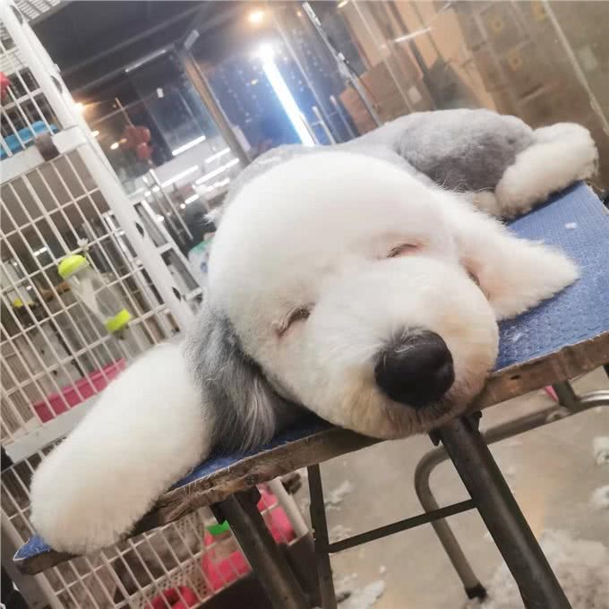 养一只古牧要注意什么,快进来看看古牧铲屎官需要做哪些准备?