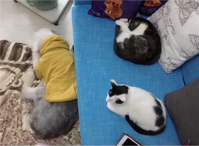 养一只古牧要注意什么,快进来看看古牧铲屎官需要做哪些准备?