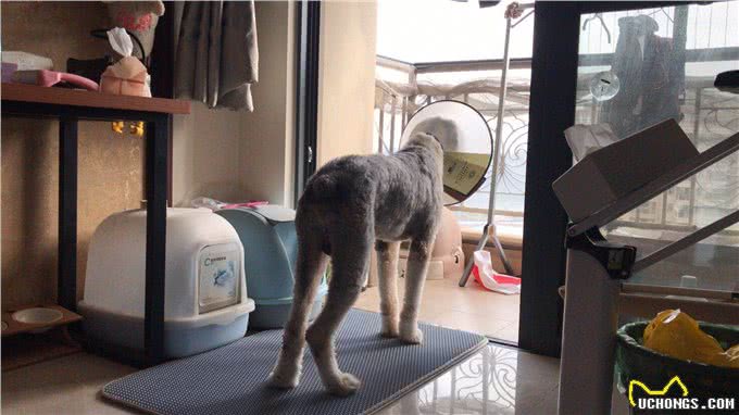 养一只古牧要注意什么,快进来看看古牧铲屎官需要做哪些准备?