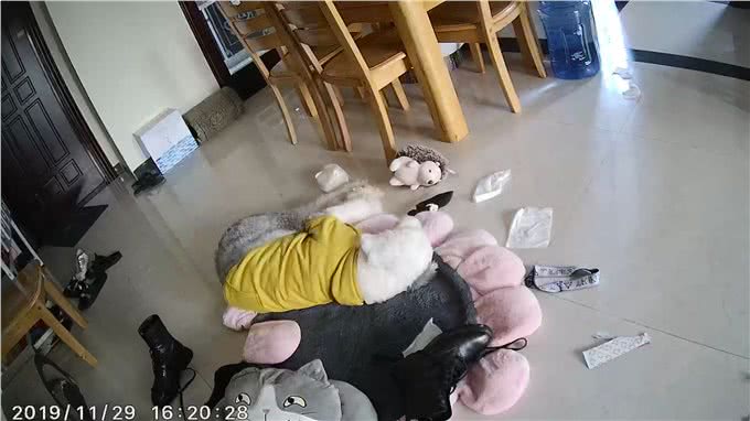 养一只古牧要注意什么,快进来看看古牧铲屎官需要做哪些准备?