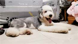 养一只古牧要注意什么，快进来看看古牧铲屎官需要做哪些准备?