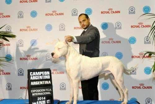 世界名犬—杜高犬猎犬之王