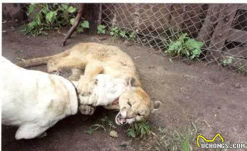 世界名犬—杜高犬猎犬之王