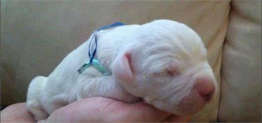 世界名犬—杜高犬猎犬之王