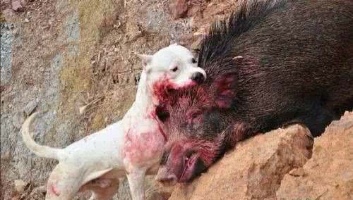 世界名犬—杜高犬猎犬之王