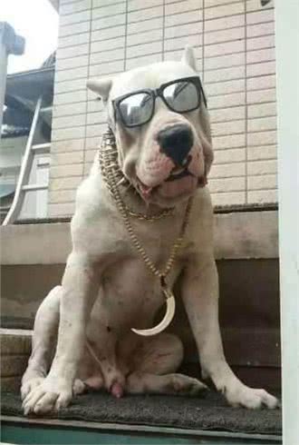 世界名犬—杜高犬猎犬之王