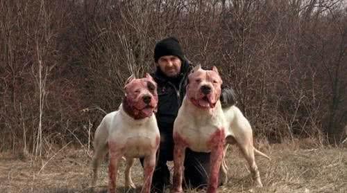 世界名犬—杜高犬猎犬之王