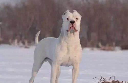 世界名犬—杜高犬猎犬之王