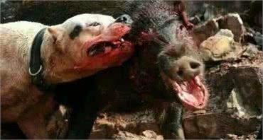 世界名犬—杜高犬猎犬之王