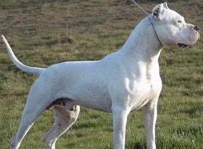 世界名犬—杜高犬猎犬之王