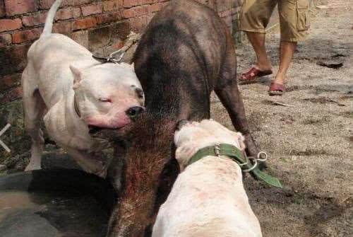 世界名犬—杜高犬猎犬之王