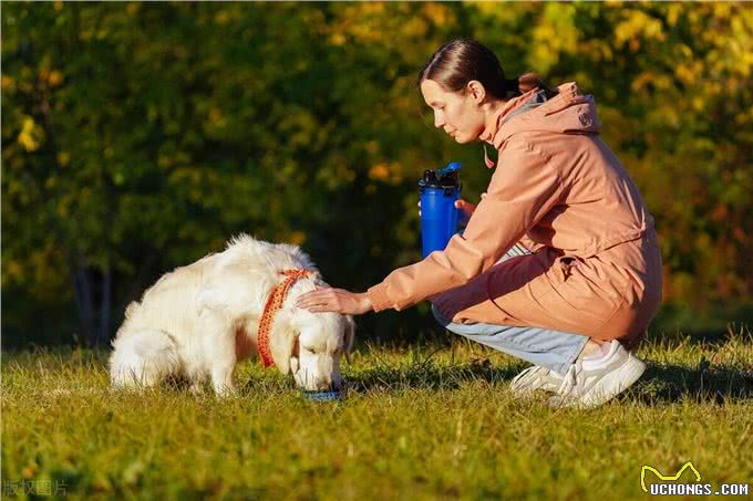 冬天狗狗的健康保卫战，主人必须知道的6件事!