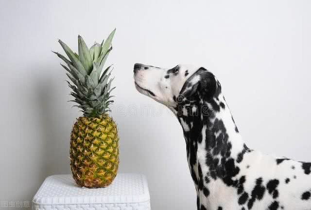 关于大麦町犬的有趣事实