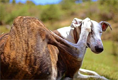 如何正确的喂狗狗和选择狗粮?自己制作狗粮可以吗?