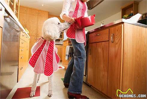 如何正确的喂狗狗和选择狗粮?自己制作狗粮可以吗?