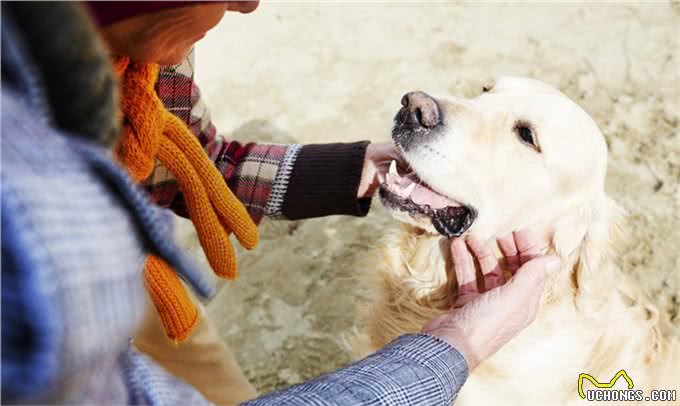 狗狗频繁打哈欠?别大意，可不仅是因为困了，还有这5种原因!