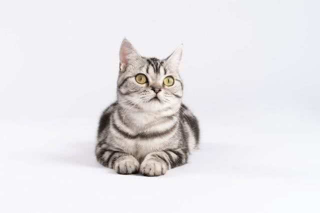 美短猫:美国本土的宠儿,温顺且活泼的小精灵