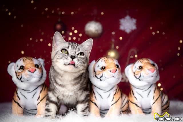 美短猫:美国本土的宠儿,温顺且活泼的小精灵