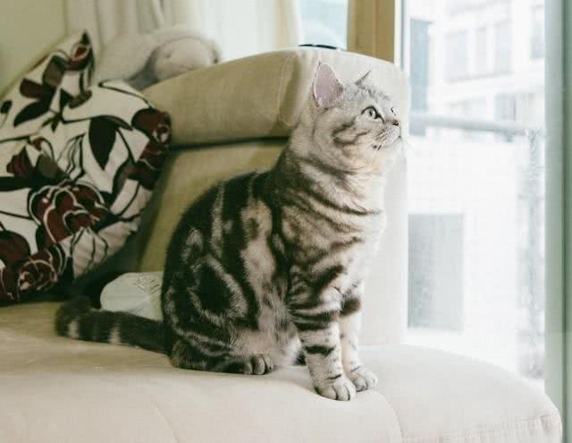 美短猫:美国本土的宠儿,温顺且活泼的小精灵