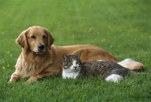 猫和狗谁的听觉更好?来看看是不是你心中的答案