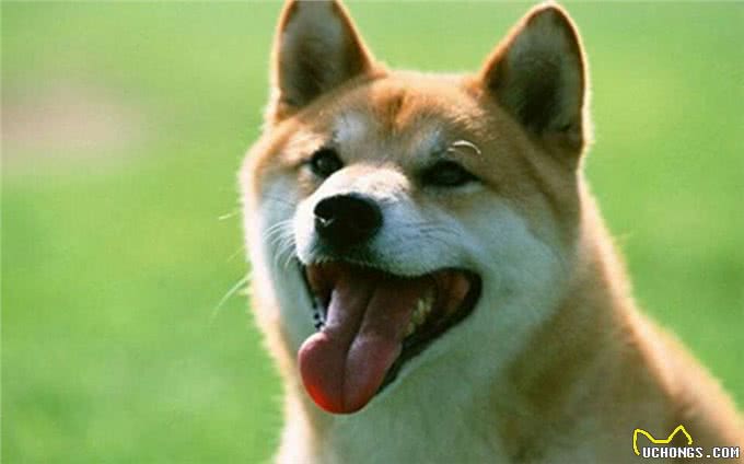 猫和狗谁的听觉更好?来看看是不是你心中的答案