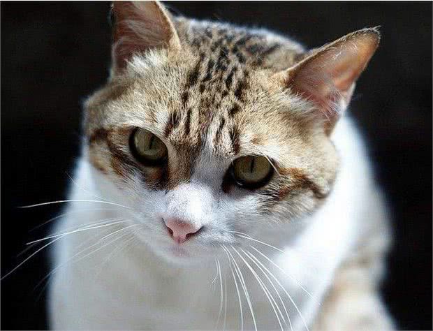 猫和狗谁的听觉更好?来看看是不是你心中的答案